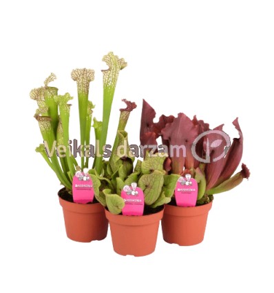 SARACĒNIJA (SARRACENIA) MIX 12Ø30H