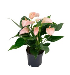 ANTŪRIJA (ANTHURIUM) JOLI PEACH 12Ø35H