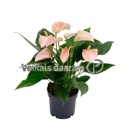 ANTŪRIJA (ANTHURIUM) JOLI PEACH 12Ø35H