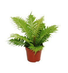 BLECHNUM (BLECHNUM) SILVER LADY 12Ø30H