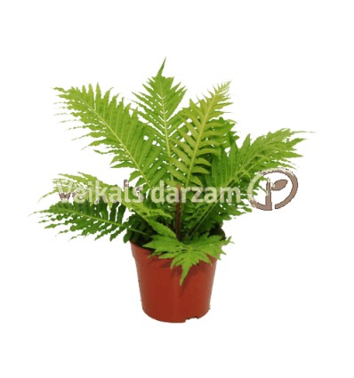 BLECHNUM (BLECHNUM) SILVER LADY 12Ø30H