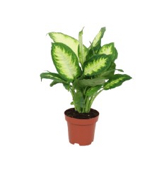 DĪFENBAHIJA (DIEFFENBACHIA) CAMILLA 12Ø40H