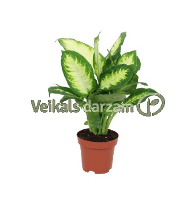 DĪFENBAHIJA (DIEFFENBACHIA) CAMILLA 12Ø40H