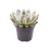 EŠEVĒRIJA (ECHEVERIA PULIDONIS) 8,5Ø10H