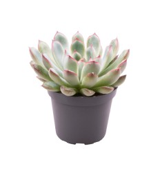 EŠEVĒRIJA (ECHEVERIA PULIDONIS) 8,5Ø10H