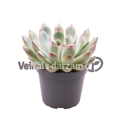 EŠEVĒRIJA (ECHEVERIA PULIDONIS) 8,5Ø10H