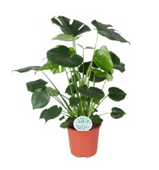 MONSTERA (MONSTERA DELICIOSA) 21Ø80H