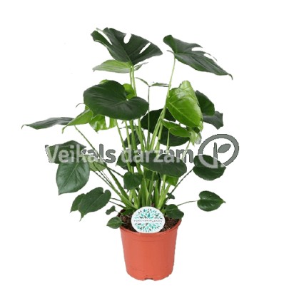 MONSTERA (MONSTERA DELICIOSA) 21Ø80H