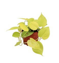 FILODENDRS (PHILODENDRON) LIME 12Ø15H