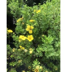 SIDRABKRŪMS TANGERINE POTENTILLA FRUTICOSA