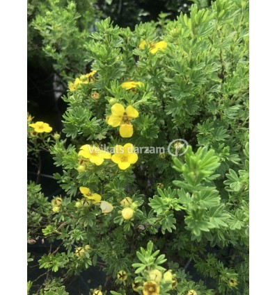 SIDRABKRŪMS TANGERINE POTENTILLA FRUTICOSA