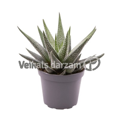 HAVORTIJA (HAWORTHIA) CONCOLOR 10,5Ø15H