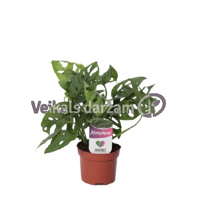 MONSTERA (MONSTERA) MONKEY MASK 12Ø30H