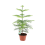 ARAUKĀRIJA (ARAUCARIA) 15Ø 40H