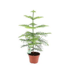 ARAUKĀRIJA (ARAUCARIA) 15Ø 40H