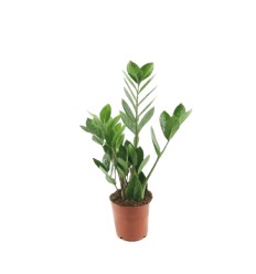 ZĀMIJA (ZAMIOCULCAS) 12Ø 38H