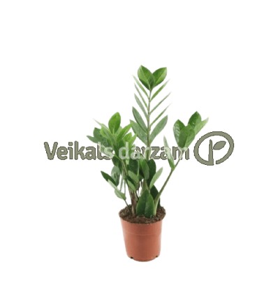 ZĀMIJA (ZAMIOCULCAS) 12Ø 38H