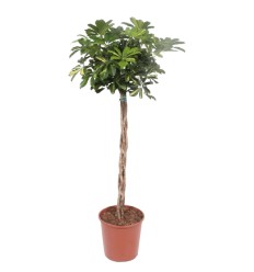 ŠEFLĒRA (SCHEFFLERA)GOLD TWISTED 30Ø160H