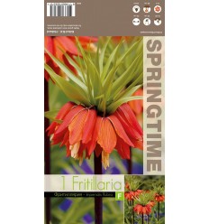 FRITILĀRIJAS RUBRA