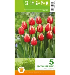 TULPES LEEN VAN DER MARK