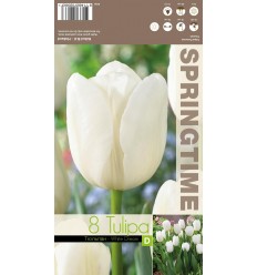 TULPES WHITE DREAM