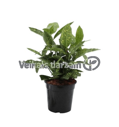 JAPĀNAS AUKUBA (AUCUBA)VARIEGATA 17Ø30H