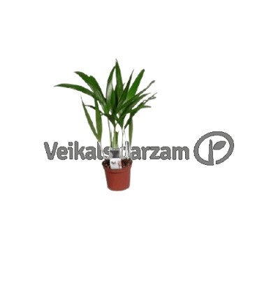 AREKAS PALMA (DYPSIS LUTESCENS) 7Ø30H