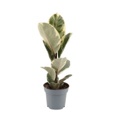 FIKUSS (FICUS) TINEKE 14Ø40H