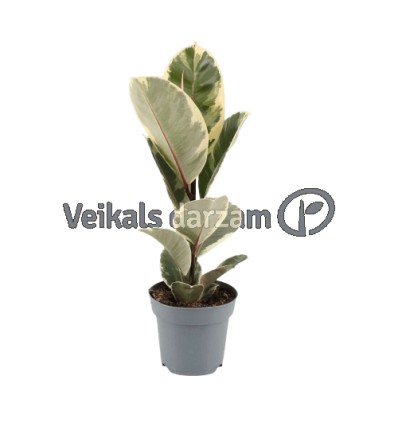 FIKUSS (FICUS) TINEKE 14Ø40H