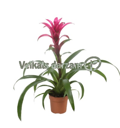 GUZMANIJA (GUZMANIA) FREYA 13Ø60H