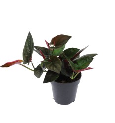 SINGONIS (SYNGONIUM) RED ARROW 12Ø25H