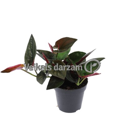 SINGONIS (SYNGONIUM) RED ARROW 12Ø25H