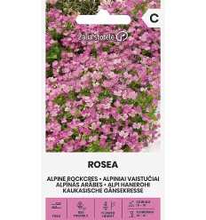 ALPĪNĀS ARĀBES ROSEA