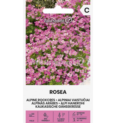 ALPĪNĀS ARĀBES ROSEA