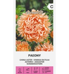 ASTERES PAEONY