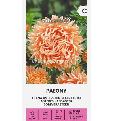 ASTERES PAEONY