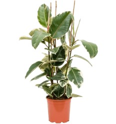 FIKUSS (FICUS ELASTICA) TINEKE 27Ø100H