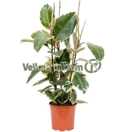 FIKUSS (FICUS ELASTICA) TINEKE 27Ø100H