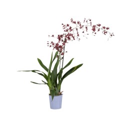 ONCĪDIJA (ONCIDIUM) CHERRY BABY 12Ø80H ORHI