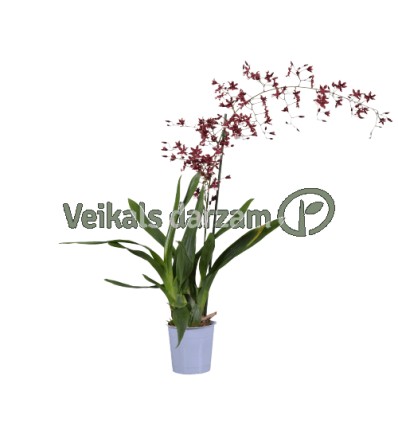 ONCĪDIJA (ONCIDIUM) CHERRY BABY 12Ø80H ORHI