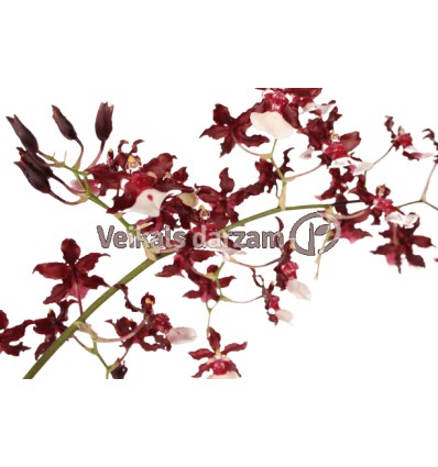 ONCĪDIJA (ONCIDIUM) CHERRY BABY 12Ø80H ORHI