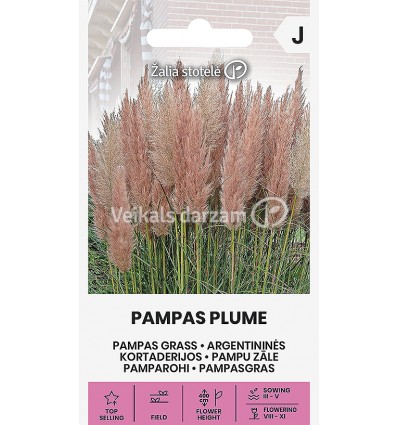 PAMPU ZĀLE PAMPAS PLUME PINK