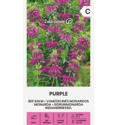 MONARDA PURPLE