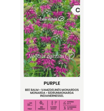 MONARDA PURPLE