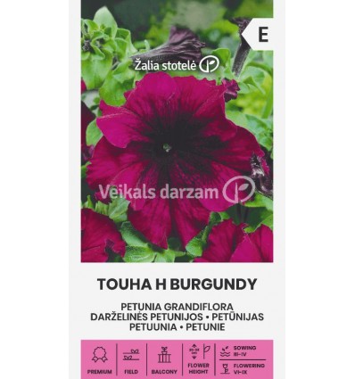 PETŪNIJAS GRANDIFLORA TOUHA H BURGUNDY