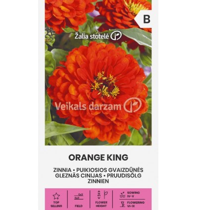 GLEZNĀS CINIJAS ORANGE KING