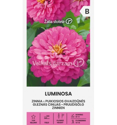 GLEZNĀS CINIJAS LUMINOSA