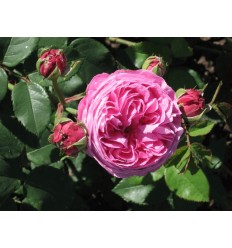 ROZE PARK LOUISE ODIER