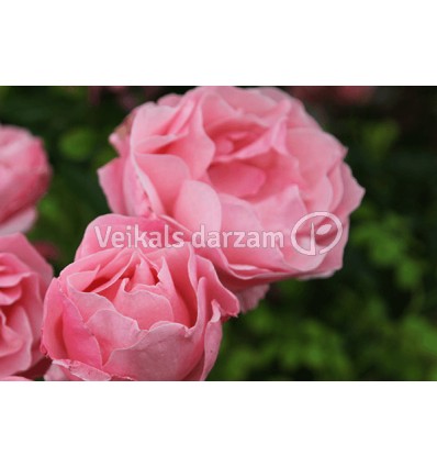 ROZE LIELZIEDS QUEEN ELIZABETH