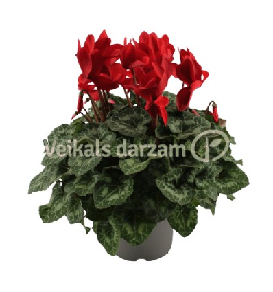 CIKLAMENA (CYCLAMEN) MOMMOTH RED 17Ø40H